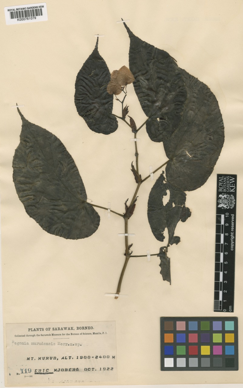 B. murudensis